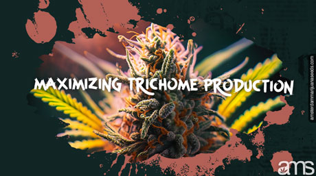 Maximizing Trichome Production