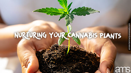 hands hold a cannabis seedling