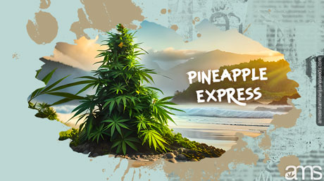 Pineapple Express Cannabis