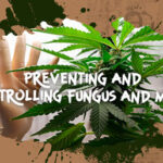 preventing fungus mold