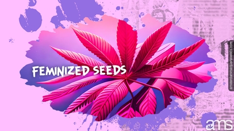 Best Feminized Seeds