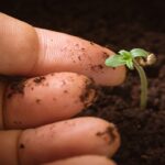 Hand Touching Baby Cannabis Plant