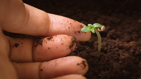 Hand Touching Baby Cannabis Plant