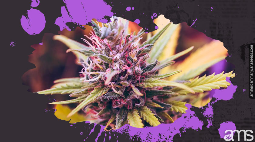 purple cannabis bud purple marijuana bud