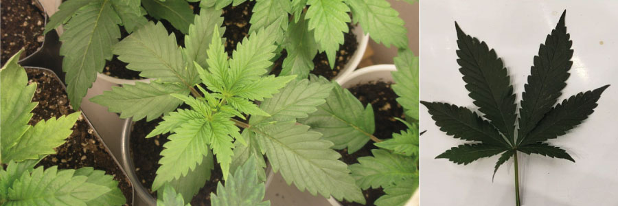 Morphology of Cannabis Indica Close-up of Cannabis Indica plant showing short, bushy structure with broad, dark green leaves and dense bud formation