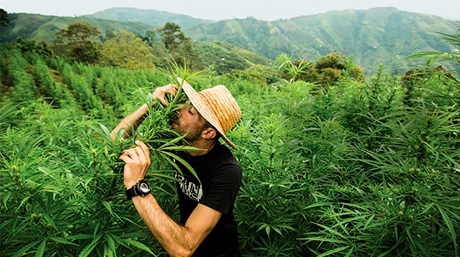 Famous Marijuana Pioneers - Green Revolution professor afghani