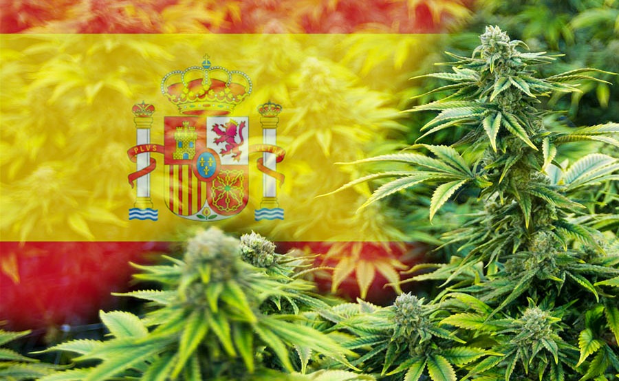 spain medical marijuana medical marijuana spain