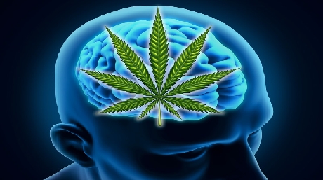 marijuana in the brain cannabis brain