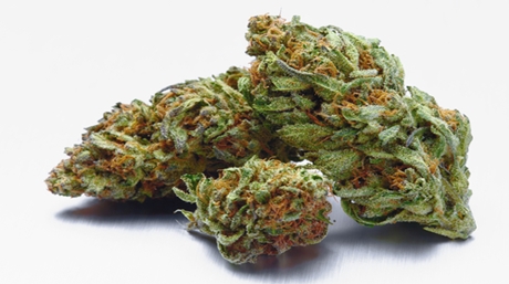 Dense Marijuana Buds