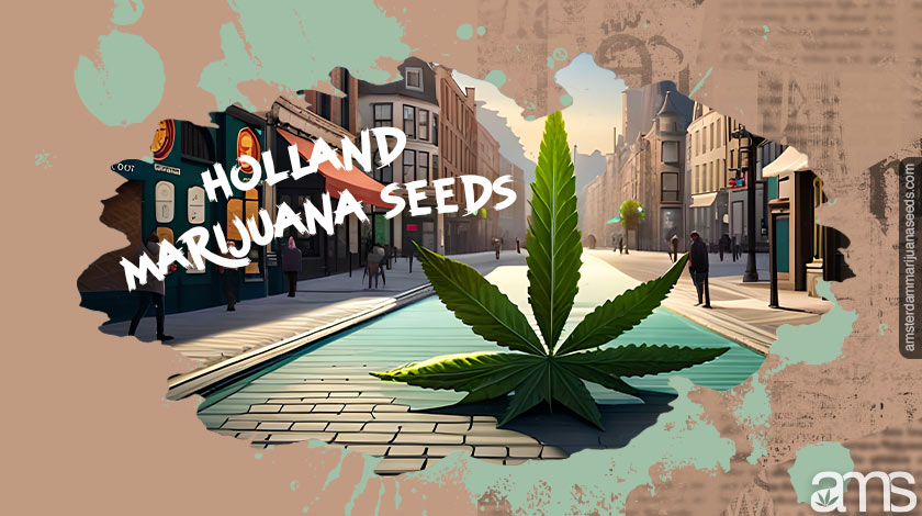 Marijuana seeds from Holland