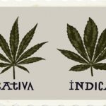 distinction high stoned