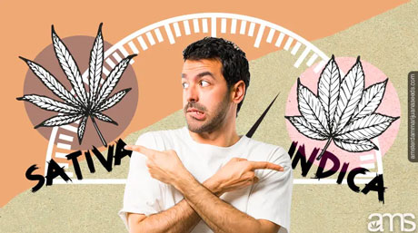 Kush Indica Marijuana Kush Indica Cannabis