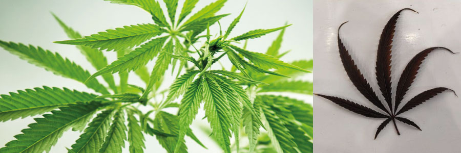 Side-by-side visual showing the difference between Indica and Sativa cannabis plants Indica vs Sativa cannabis plants side by side ā leaf shape and plant height comparison