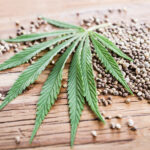 Marijuana seeds from Amsterdam