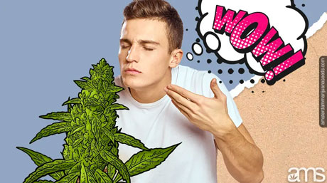 kush plant man smelling kush plant