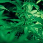 Sulfur Deficiency Weed