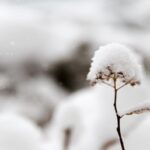 Growing marijuana in wintertime