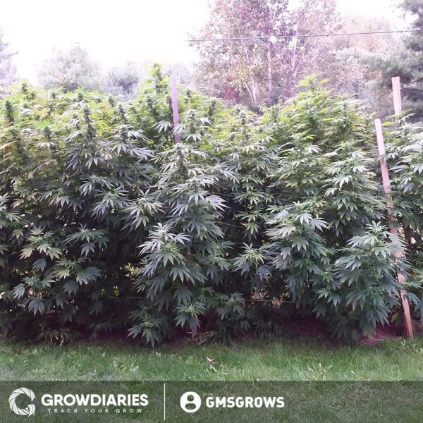 Northern Lights Cannabis Cultivation