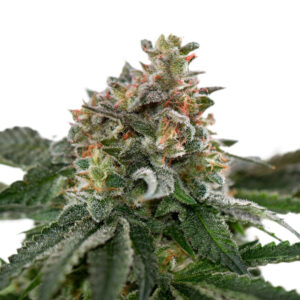 Caramelicious ® Autoflower Seeds