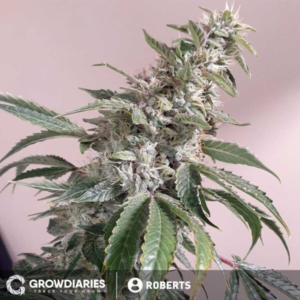 Grow Apple Fritter Weed