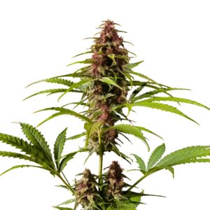 Skunk Red Hair Regular Seeds