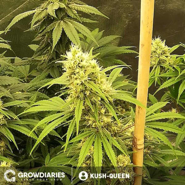 Caramelicious Weed Growing