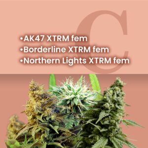 AMS Most Wanted Feminized Combo