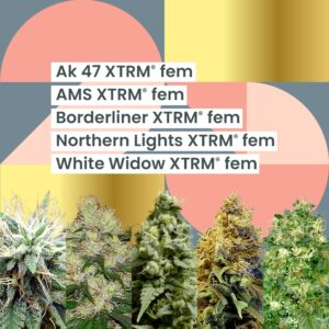 AMS XTRM 25th Anniversary Combo