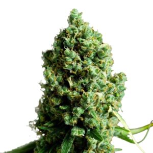 big bud autoflowering marijuana seeds 2 1