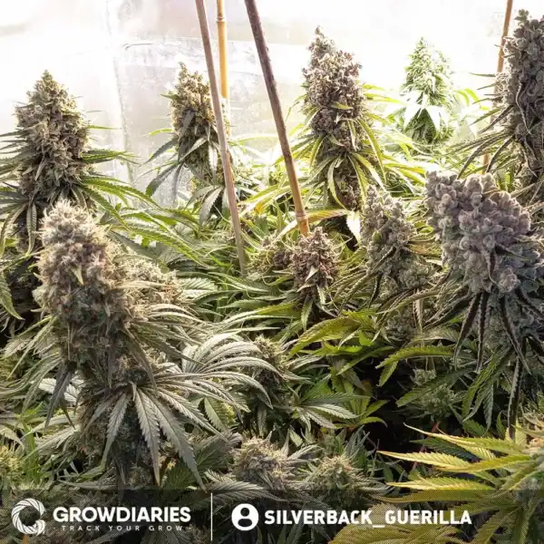 Bonbon D'Amour Feminized Seeds plant