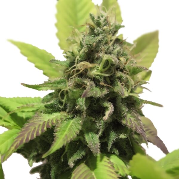 Habiba Autoflower Cannabis Seeds