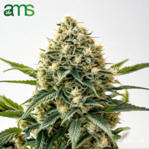 Mescalina Feminized Seeds