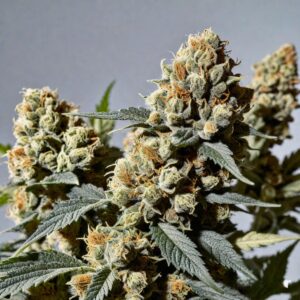 paranoia xtrm cannabis seeds