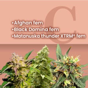 Space Bucket Feminized Combo