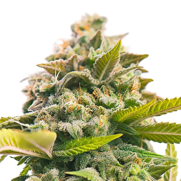 Pineapple Express Feminized Seeds - Image 2