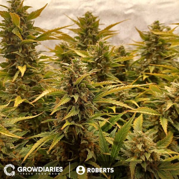 Pineapple Express Feminized Seeds - Image 5