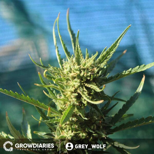 Chocolope Feminized Seeds - Image 4