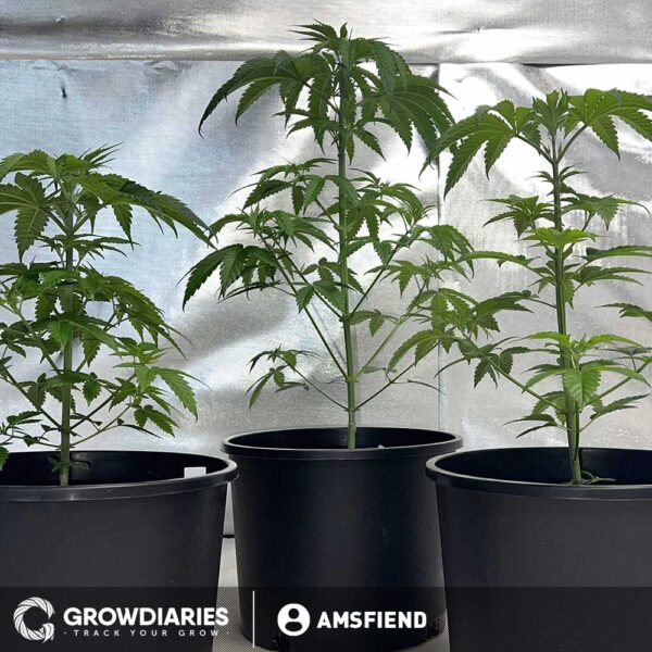 Narco Feminized Seeds - Image 4