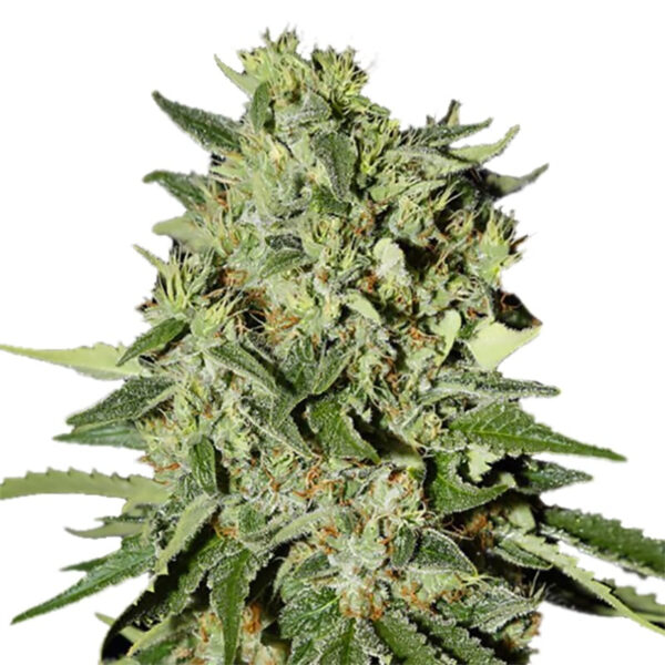 Easy Rider Regular Seeds - Image 2