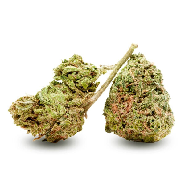 Chocolope Feminized Seeds - Image 3