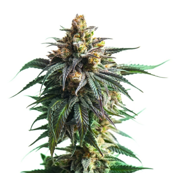 Kali Jack Feminized Seeds - Image 2