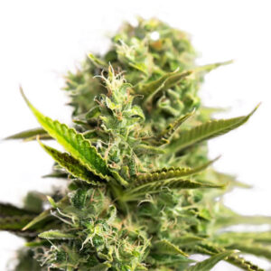 Bianca Regular Seeds
