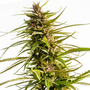 Love Canna ® Regular seeds