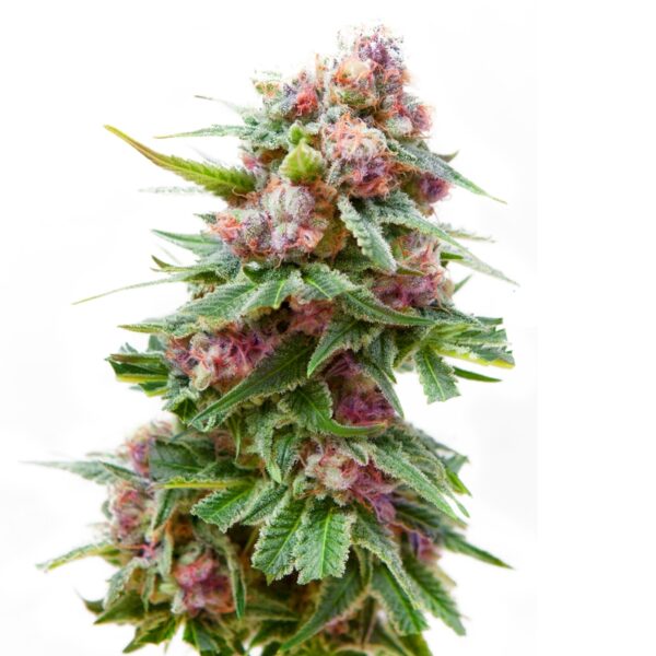 Dream Catcher Regular Seeds - Image 2