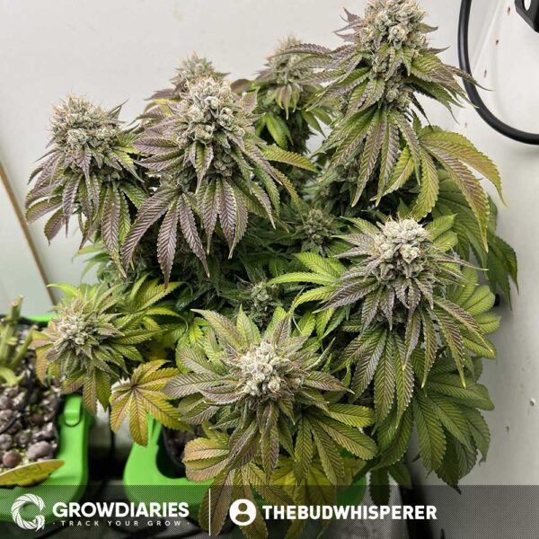 Pineapple Express Feminized Seeds - Image 4