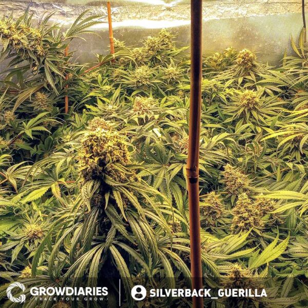 Narco Feminized Seeds - Image 5