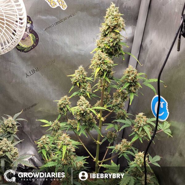 Pineapple Express Feminized Seeds - Image 8