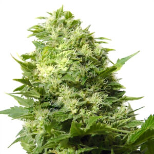 Cheese Regular Seeds