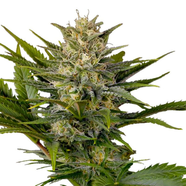 Happy Haze Feminized Seeds - Image 2