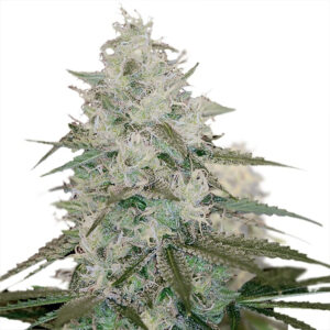 White Queen Regular